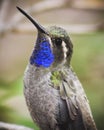 A Male Blue-throated Hummingbird on a Branch Royalty Free Stock Photo