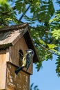 Male blue tit, cyanistes caeruleus, visiting nest box and feeding female bird a caterpillar whilst she incubates eggs Royalty Free Stock Photo