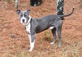 Male blue and white American Pitbul Terrier dog outside on leash. Dog rescue pet adoption photography for humane society animal