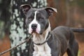 Male blue and white American Pitbul Terrier dog outside on leash. Dog rescue pet adoption photography for humane society animal