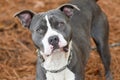 Male blue and white American Pitbul Terrier dog outside on leash. Dog rescue pet adoption photography for humane society animal