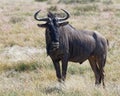 Male blue wildebeest portrait, Etosha National Park, Namibia