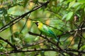 Male blue-winged leafbird Royalty Free Stock Photo