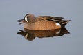 Male Blue-winged Teal Royalty Free Stock Photo