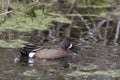 Male Blue-winged Teal, Anas discors Royalty Free Stock Photo