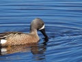 Blue Winged Teal Or Anas Discors Royalty Free Stock Photo