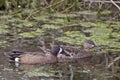 Male Blue-winged Teal, Anas discors swimming Royalty Free Stock Photo