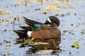 a male blue winged teal Royalty Free Stock Photo