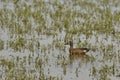 Male Blue-winged Teal duck in a flooded field with grass Royalty Free Stock Photo