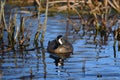 A male Blue-winged Teal duck swimming in a marsh Royalty Free Stock Photo