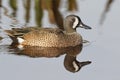 Male Blue-winged Teal - Florida Royalty Free Stock Photo