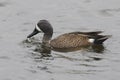 Male Blue-winged Teal - Florida Royalty Free Stock Photo