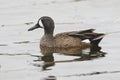 Male Blue-winged Teal Swimming in a Pond - Florida Royalty Free Stock Photo