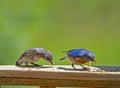 A male Bluebird and baby feed on mealworms. Royalty Free Stock Photo