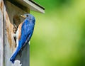 Male bluebird on bird house with food