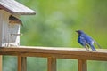 A male Bluebird checks on his mate in the birdhouse. Royalty Free Stock Photo