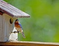 A male Bluebird checking out his nest.