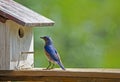 A male Bluebird checks on his nest box. Royalty Free Stock Photo