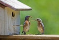 A male Bluebird checks out the nest his mate is building. Royalty Free Stock Photo