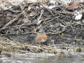 A male Bluebird by a creek