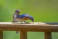 A male Bluebird feeding his fledgling mealworms. Royalty Free Stock Photo