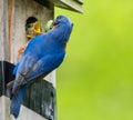 Male bluebird feeds green caterpillar to baby bird