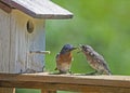 A male Bluebird feeds his baby mealworms. Royalty Free Stock Photo