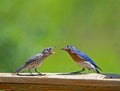 A male Bluebird feeds his fledgling mealworms. Royalty Free Stock Photo