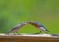 A male Bluebird feeds his offspring mealworms. Royalty Free Stock Photo