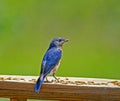 A male Bluebird feeding on mealworms. Royalty Free Stock Photo