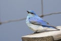 Male bluebird on fence wire