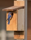 Male bluebird on house with food