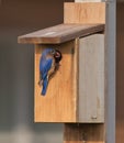 Male bluebird at house with worm