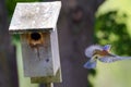 Male Bluebird Leaving a Nesting Box Royalty Free Stock Photo