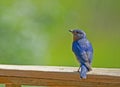 A male Bluebird poses with a green background. Royalty Free Stock Photo