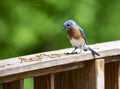A male Bluebird stares at some mealworms.