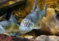 A male bluehead chub, a freshwater fish