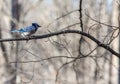 Male Bluejay Perched on a Branch in Northern Virginia
