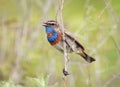 Male Bluethroat bird against the bright green grass