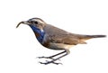 Male of Bluethroat holding worm meal in its beaks isolated on white background, bird eating in action