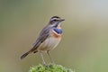 Male of bluethroat luscinia svecica beautiful little migrant bird to Asia, standing expose on green moss pole to sunset