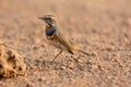 Male Bluethroat (Luscinia svecica) Royalty Free Stock Photo