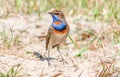 a male bluethroat responded to the calling song and sat down near the pump