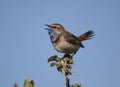 The male Bluethroat singing in the bush willow.