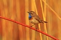 Male Bluethroat singing from post in breeding territory