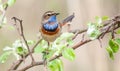 male bluethroat singing on a tree branch Royalty Free Stock Photo