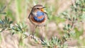 a male bluethroat sings on a sea buckthorn branch