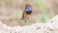 male bluethroat sings while standing on the ground in spring Royalty Free Stock Photo