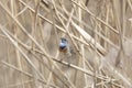 Male Bluethroat sitting on reeds