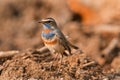 Male Bluethroat warbler Royalty Free Stock Photo